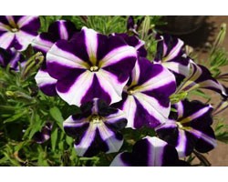 Piante di Petunia Amore purple heart (Vaso14)