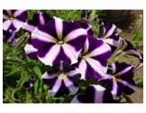Piante di Petunia Amore purple heart (Vaso14)