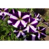 Piante di Petunia Amore purple heart (Vaso14)