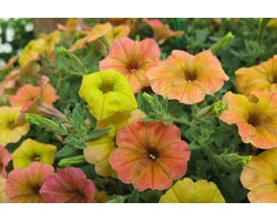 Piante di Petunia Casadias indian summer (Vaso14)