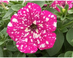 Pianta di Petunia Baby Doll  (Vaso 14 cm)