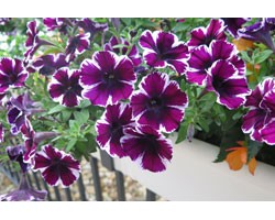 Pianta di Petunia Miss Marvelous (vaso 14 cm)