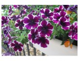 Pianta di Petunia Miss Marvelous (vaso 14 cm)