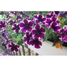 Pianta di Petunia Miss Marvelous (vaso 14 cm)