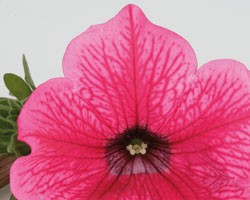 Pianta di Petunia Surfinia hot pink (vaso 14 cm)