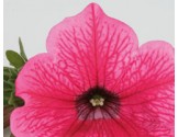 Pianta di Petunia Surfinia hot pink (vaso 14 cm)