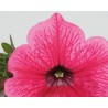 Pianta di Petunia Surfinia hot pink (vaso 14 cm)