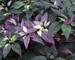 Pianta di Peperoncino Ornamentale Purple Flash (Vaso 14 cm)