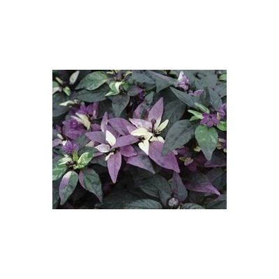 Pianta di Peperoncino Ornamentale Purple Flash (Vaso 14 cm)