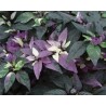 Pianta di Peperoncino Ornamentale Purple Flash (Vaso 14 cm)