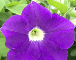 Pianta di Petunia Surfinia blue ocean (vaso 14 cm)