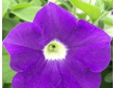 Pianta di Petunia Surfinia blue ocean (vaso 14 cm)