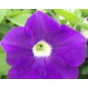 Pianta di Petunia Surfinia blue ocean (vaso 14 cm)
