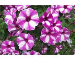 Pianta di Petunia Raspberry star (vaso 14 cm)