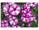 Pianta di Petunia Raspberry star (vaso 14 cm)