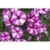 Pianta di Petunia Raspberry star (vaso 14 cm)