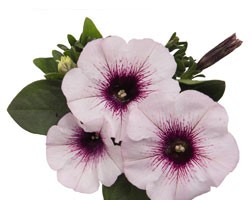 Pianta di Petunia Surprise white orchid (vaso 14 cm)