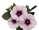 Pianta di Petunia Surprise white orchid (vaso 14 cm)