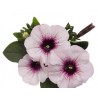 Pianta di Petunia Surprise white orchid (vaso 14 cm)