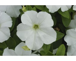 Pianta di Petunia Surfinia Snow (Vaso 14 cm)