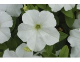 Pianta di Petunia Surfinia Snow (Vaso 14 cm)