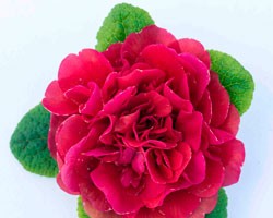Pianta di Primula Belarina Carmen (vaso 12 cm)