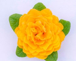 Pianta di Primula Belarina Goldie (vaso 12 cm)