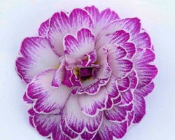 Pianta di Primula Belarina Lively Lilac (vaso 12 cm)