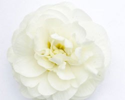 Pianta di Primula Belarina Snow (vaso 12 cm)
