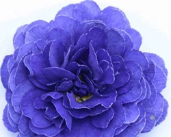 Pianta di Primula Belarina Blue Champion (vaso 12 cm)