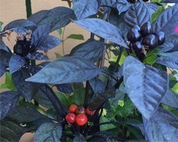 Pianta di Peperoncino Ornamentale Black Pearl (Vaso 14 cm)