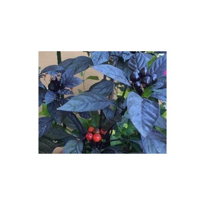 Pianta di Peperoncino Ornamentale Black Pearl (Vaso 14 cm)