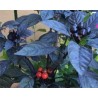 Pianta di Peperoncino Ornamentale Black Pearl (Vaso 14 cm)
