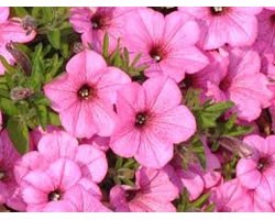 Pianta di Petunia Vista Bubblegum (vaso 14 cm)