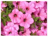 Pianta di Petunia Vista Bubblegum (vaso 14 cm)