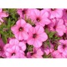 Pianta di Petunia Vista Bubblegum (vaso 14 cm)
