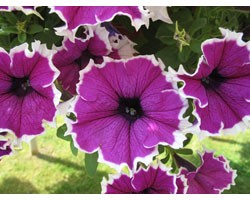 Pianta di Petunia Corona amethyst (vaso 14 cm)