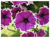 Pianta di Petunia Corona amethyst (vaso 14 cm)
