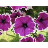 Pianta di Petunia Corona amethyst (vaso 14 cm)