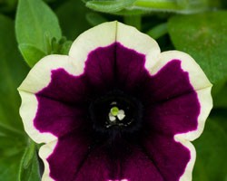 Pianta di Petunia Cascadias Rim magenta (vaso 14 cm)