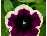 Pianta di Petunia Cascadias Rim magenta (vaso 14 cm)