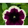 Pianta di Petunia Cascadias Rim magenta (vaso 14 cm)