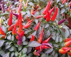 Pianta di Peperoncino Ornamentale Sangria (Vaso 14 cm)