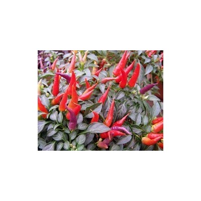 Pianta di Peperoncino Ornamentale Sangria (Vaso 14 cm)
