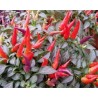 Pianta di Peperoncino Ornamentale Sangria (Vaso 14 cm)