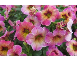 Pianta di Calibrachoa Chameleon Lemon berry (Vaso 14 cm)