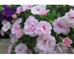 Pianta di Calibrachoa Can Can Rosies light rose (Vaso 14 cm)