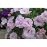 Pianta di Calibrachoa Can Can Rosies light rose (Vaso 14 cm)