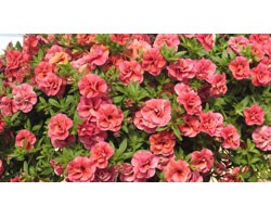 Pianta di Calibrachoa Can Can Rosies light rose (Vaso 14 cm)