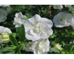 Pianta di Calibrachoa Can Can Rosies light rose (Vaso 14 cm)